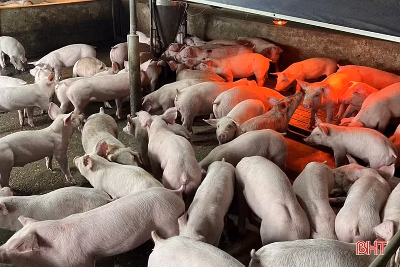 Về hưu vẫn khởi nghiệp thành công với trang trại chăn nuôi quy mô lớn