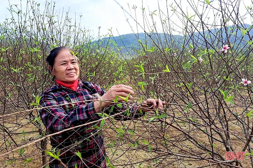 Đào phai Nghi Xuân “thay áo mới” chuẩn bị đón tết