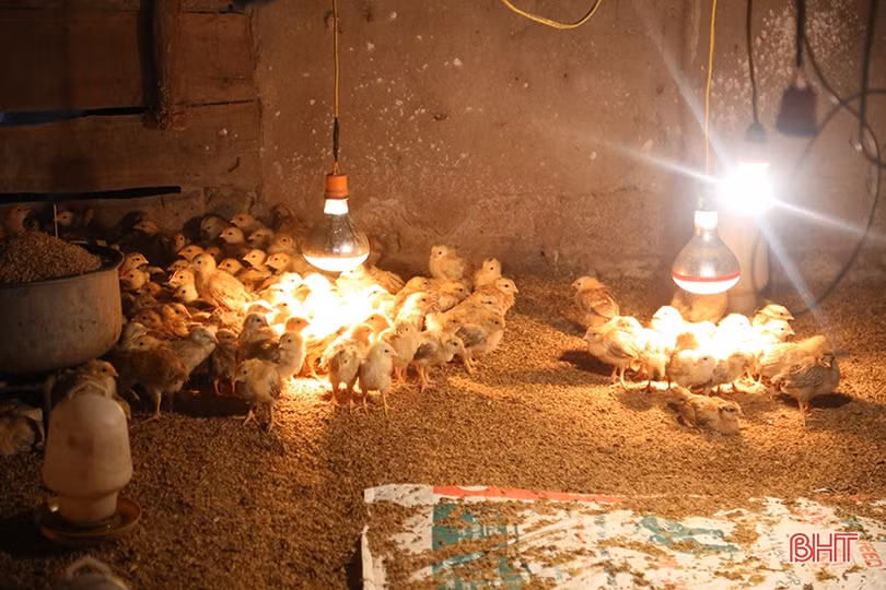 Nhiệt độ giảm sâu, nông dân Hà Tĩnh chủ động phòng đói, rét cho đàn vật nuôi