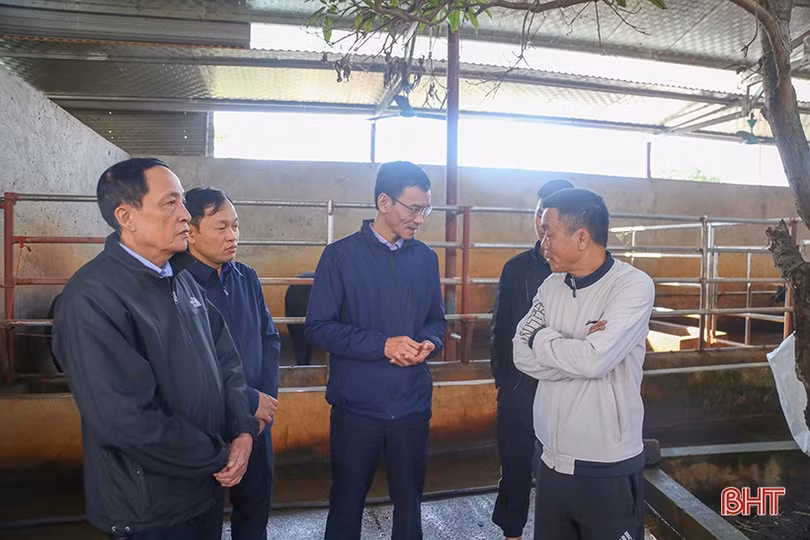 Tập trung khống chế dịch viêm da nổi cục trên trâu, bò ở Lộc Hà