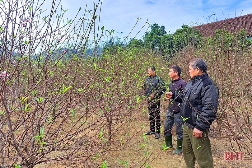 Đào phai Nghi Xuân “thay áo mới” chuẩn bị đón tết