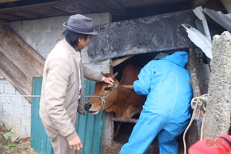 Tập trung khống chế dịch viêm da nổi cục trên trâu, bò ở Lộc Hà
