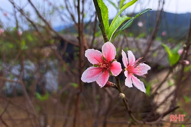 Đào phai Nghi Xuân “thay áo mới” chuẩn bị đón tết