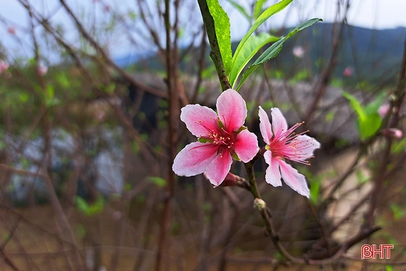 Đào phai Nghi Xuân “thay áo mới” chuẩn bị đón tết