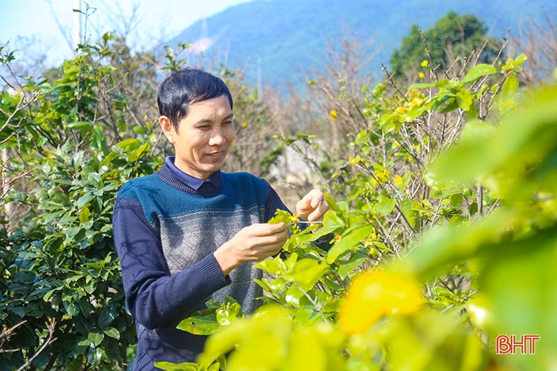 Làng hoa, làng rau Hà Tĩnh “hối hả” vào mùa cao điểm