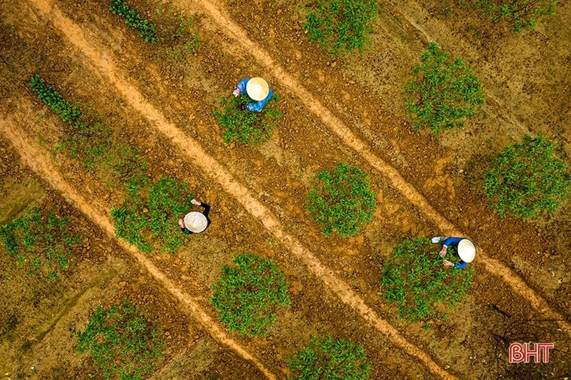 Đào phai Nghi Xuân “thay áo mới” chuẩn bị đón tết