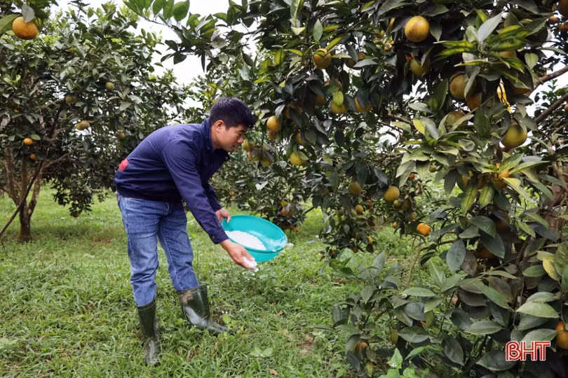 Các nhà vườn ở Can Lộc “hãm cam” chờ tết