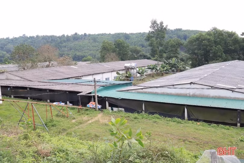 Về hưu vẫn khởi nghiệp thành công với trang trại chăn nuôi quy mô lớn