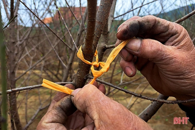 Đào phai Nghi Xuân “thay áo mới” chuẩn bị đón tết