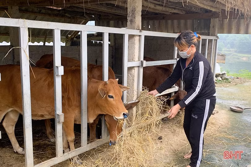 Nhiệt độ giảm sâu, nông dân Hà Tĩnh chủ động phòng đói, rét cho đàn vật nuôi