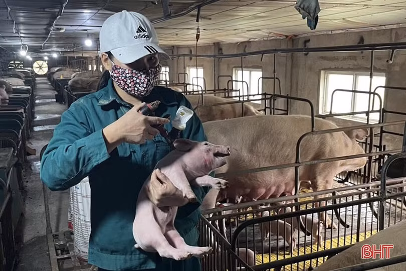 Về hưu vẫn khởi nghiệp thành công với trang trại chăn nuôi quy mô lớn