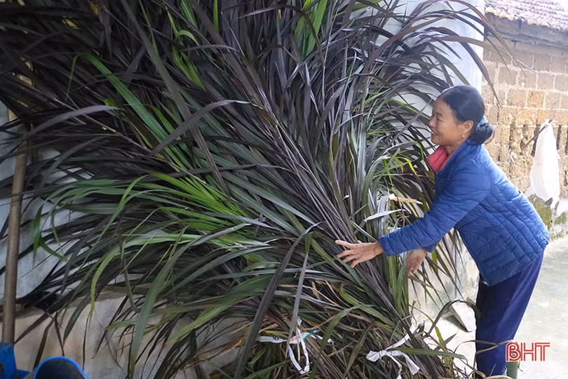 Nhiệt độ giảm sâu, nông dân Hà Tĩnh chủ động phòng đói, rét cho đàn vật nuôi