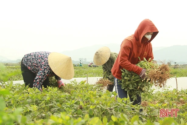 Lạc thu đông chất lượng tốt, Nghi Xuân để dành hơn 48 tấn giống vụ xuân tới