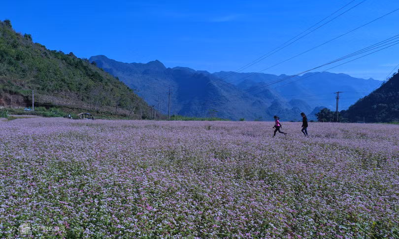 Mùa hoa tam giác mạch trên cao nguyên đá
