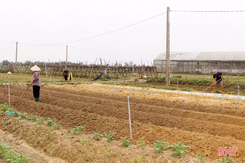 Tết gần từ những làng rau màu ven đô ở Hà Tĩnh