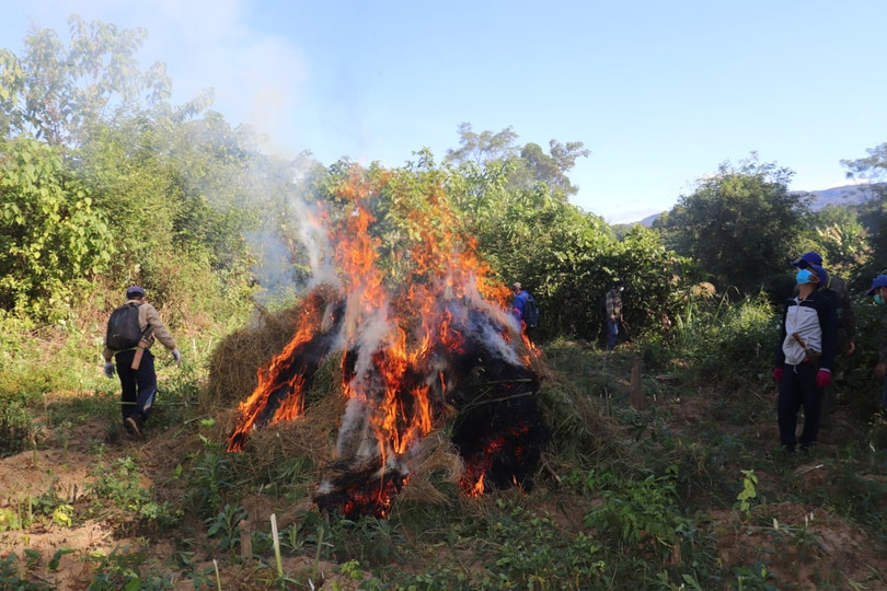 Phát hiện thêm 17 rẫy trồng cần sa rộng 9,9 ha tại tỉnh của Lào giáp Hà Tĩnh