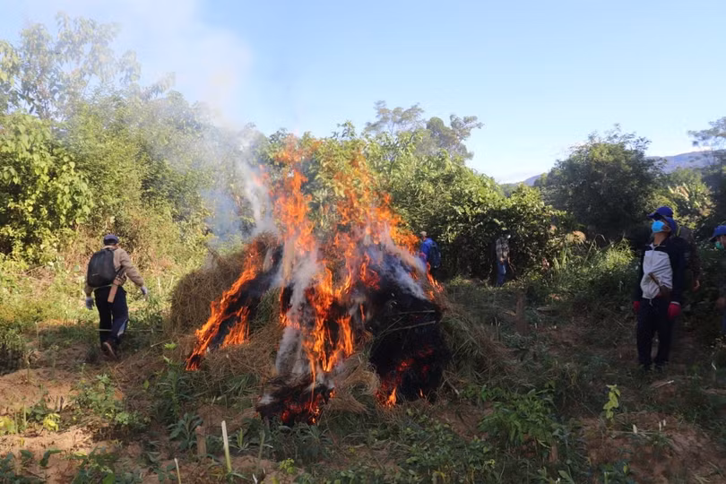 Phát hiện thêm 17 rẫy trồng cần sa rộng 9,9 ha tại tỉnh của Lào giáp Hà Tĩnh