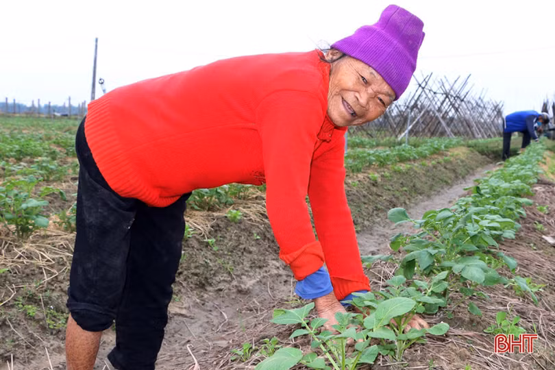 Tết gần từ những làng rau màu ven đô ở Hà Tĩnh