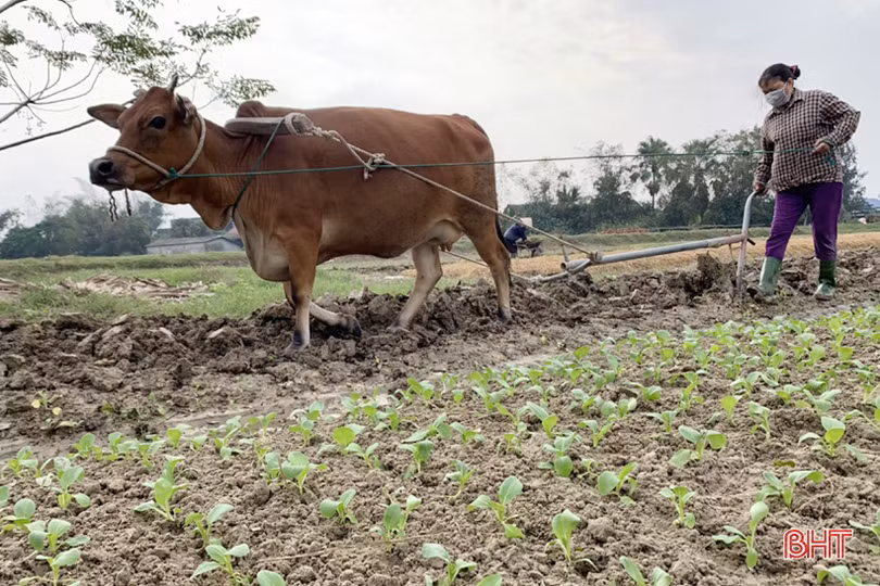 Tết gần từ những làng rau màu ven đô ở Hà Tĩnh