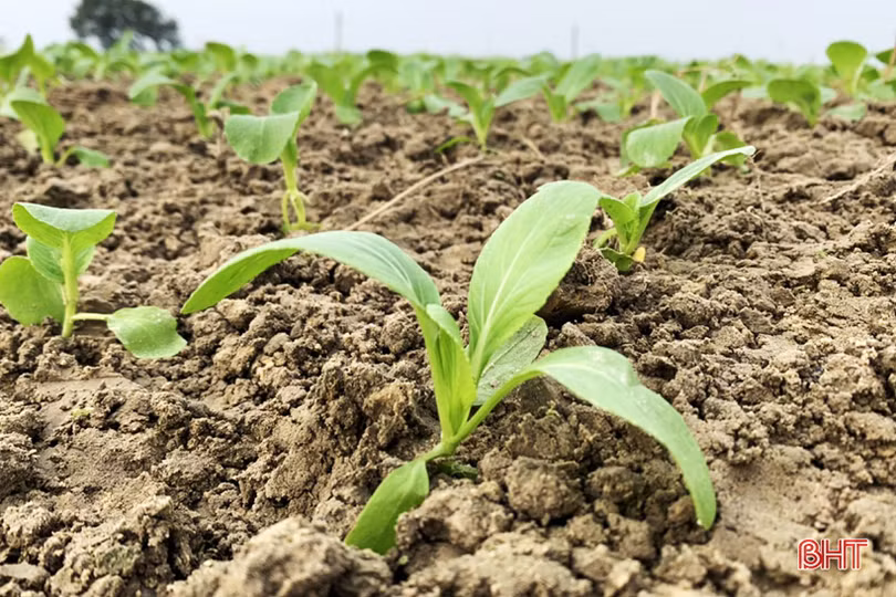 Tết gần từ những làng rau màu ven đô ở Hà Tĩnh