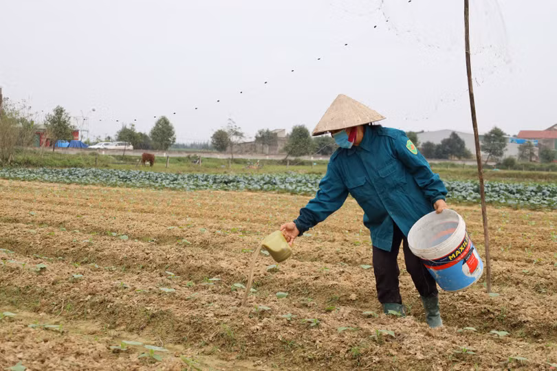Giá phân bón tăng cao, nông dân Hà Tĩnh tìm cách thích ứng