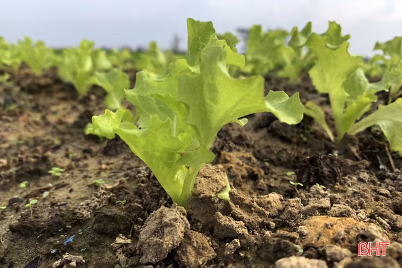 Tết gần từ những làng rau màu ven đô ở Hà Tĩnh