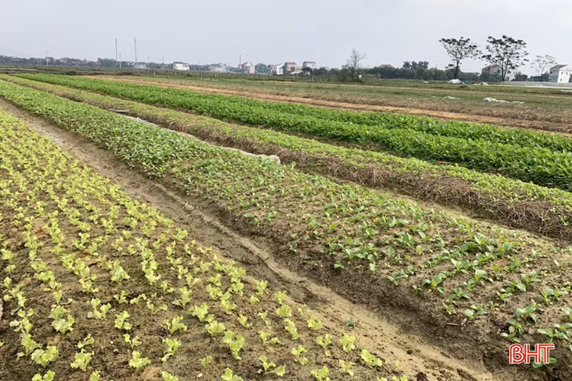 Tết gần từ những làng rau màu ven đô ở Hà Tĩnh