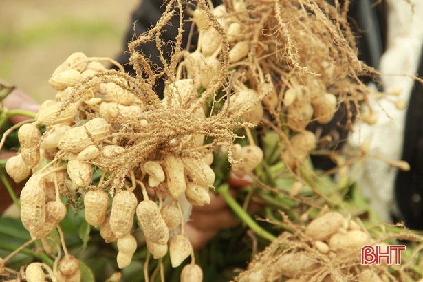 Lạc thu đông chất lượng tốt, Nghi Xuân để dành hơn 48 tấn giống vụ xuân tới