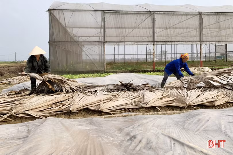 Tết gần từ những làng rau màu ven đô ở Hà Tĩnh