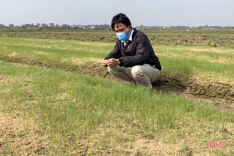 Tết gần từ những làng rau màu ven đô ở Hà Tĩnh