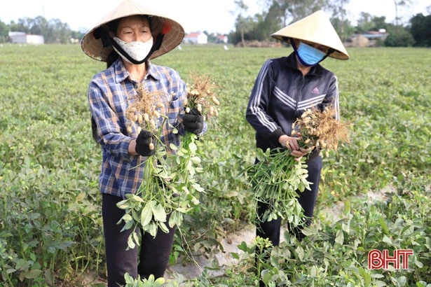 Lạc thu đông chất lượng tốt, Nghi Xuân để dành hơn 48 tấn giống vụ xuân tới