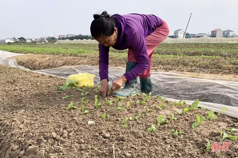 Tết gần từ những làng rau màu ven đô ở Hà Tĩnh