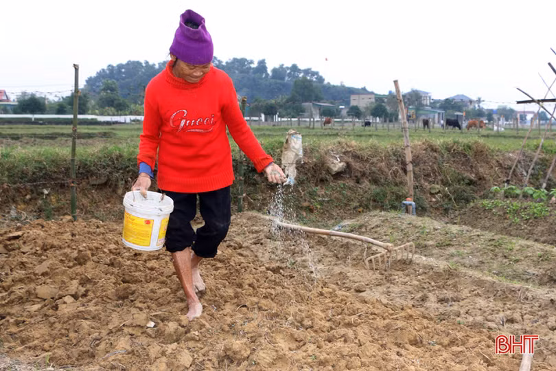 Tết gần từ những làng rau màu ven đô ở Hà Tĩnh