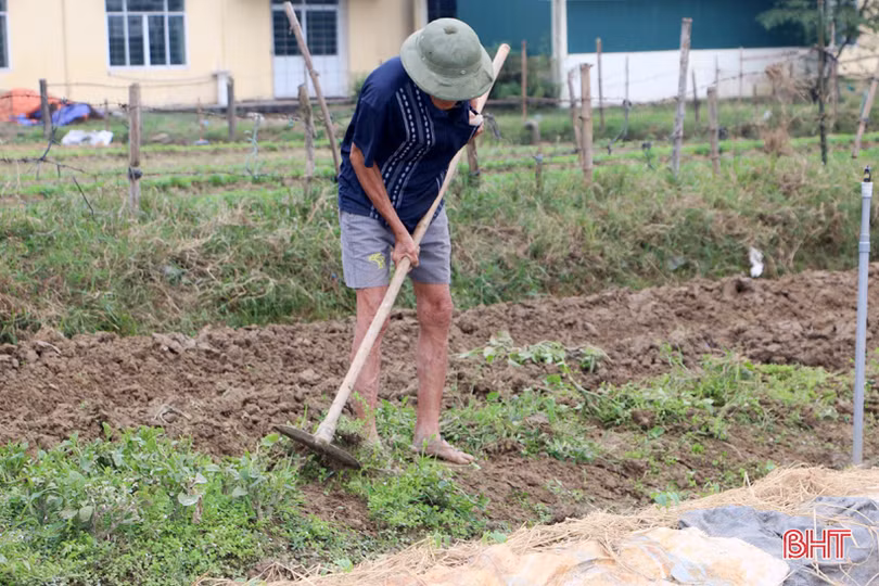 Tết gần từ những làng rau màu ven đô ở Hà Tĩnh