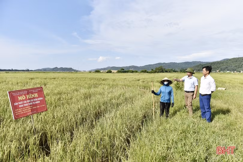 Triển vọng mô hình sản xuất lúa hữu cơ trên ruộng khai thác rươi tự nhiên ở TX Hồng Lĩnh