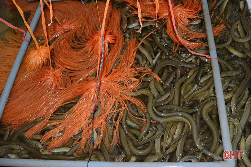 Khởi nghiệp bằng nuôi lươn không bùn