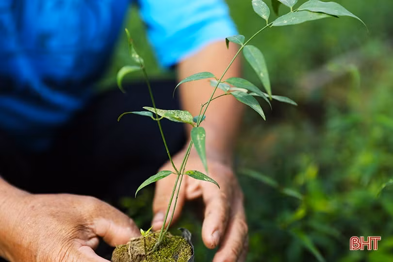 Chè vằng - hướng phát triển kinh tế mới của nông dân Kỳ Hoa