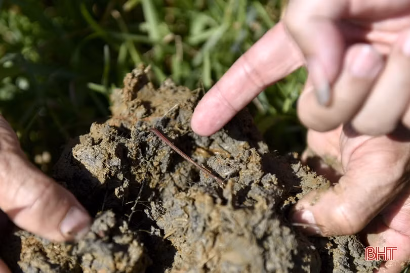 Triển vọng mô hình sản xuất lúa hữu cơ trên ruộng khai thác rươi tự nhiên ở TX Hồng Lĩnh