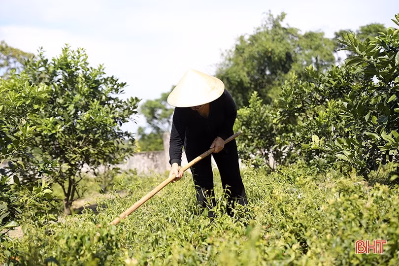Chè vằng - hướng phát triển kinh tế mới của nông dân Kỳ Hoa