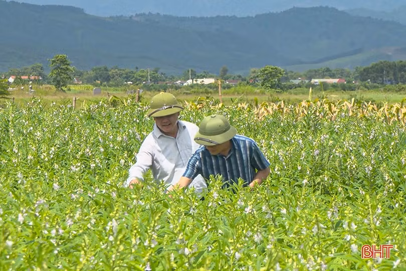 Nhiều địa phương chậm tiến độ gieo trỉa cây trồng cạn 