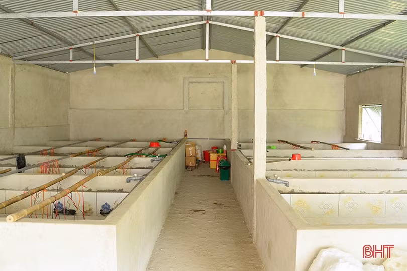 Khởi nghiệp bằng nuôi lươn không bùn