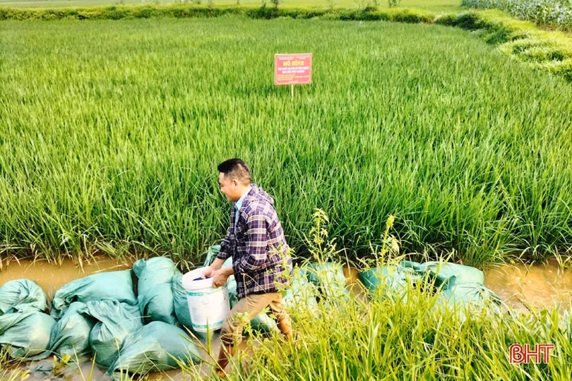Triển vọng mô hình sản xuất lúa hữu cơ trên ruộng khai thác rươi tự nhiên ở TX Hồng Lĩnh