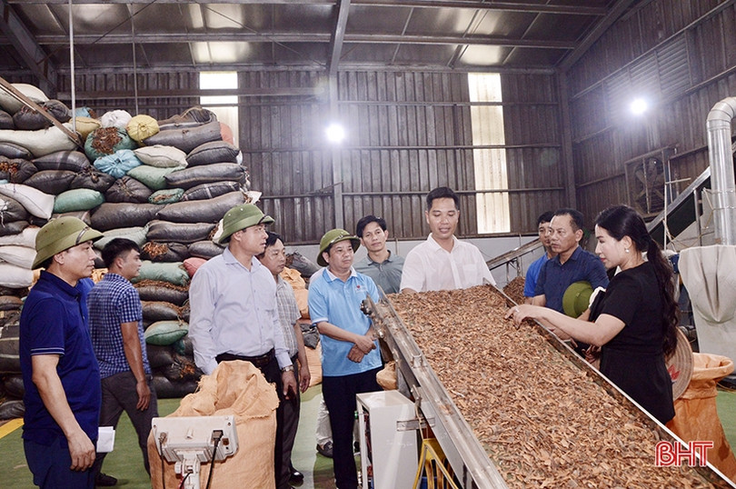 Hương Sơn học tập kinh nghiệm sản xuất quế tại các tỉnh phía Bắc