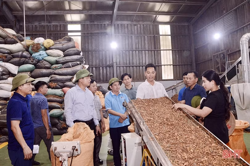 Hương Sơn học tập kinh nghiệm sản xuất quế tại các tỉnh phía Bắc