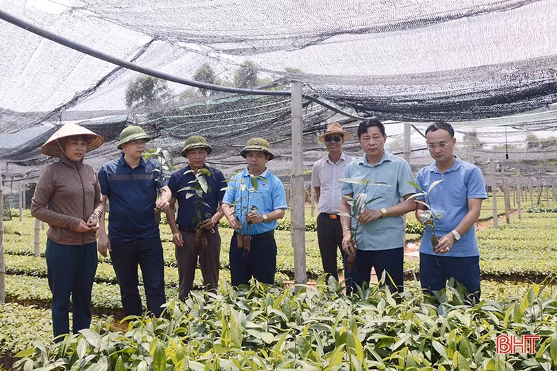 Hương Sơn học tập kinh nghiệm sản xuất quế tại các tỉnh phía Bắc