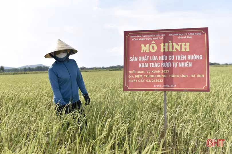 Triển vọng mô hình sản xuất lúa hữu cơ trên ruộng khai thác rươi tự nhiên ở TX Hồng Lĩnh