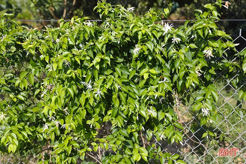 Chè vằng - hướng phát triển kinh tế mới của nông dân Kỳ Hoa