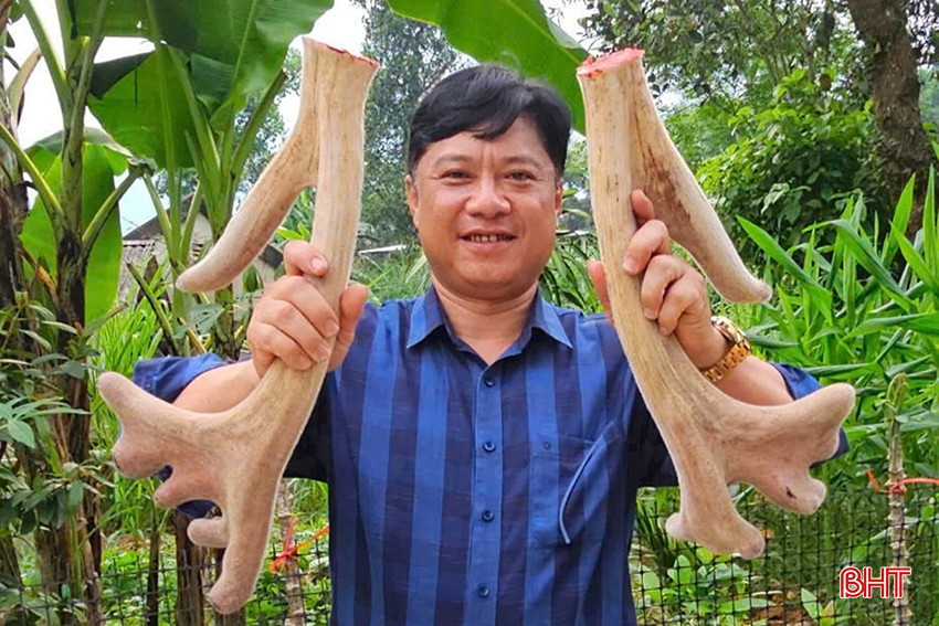 Niềm vui được mùa lộc nhung của người dân Hương Sơn. bqbht_br_niem-vui-duoc-mua-loc-nhung-cua-nguoi-dan-huong-son.jpg