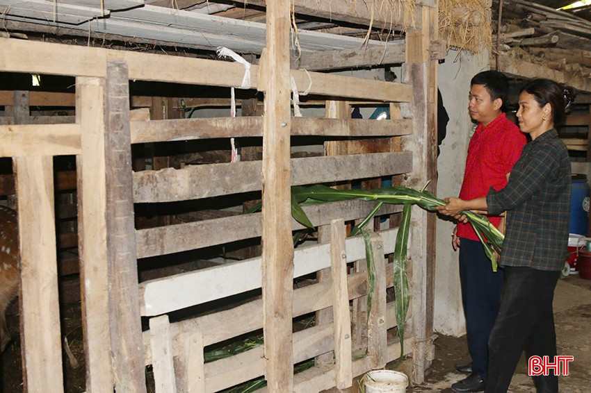 Năm nay, gia đình chị Thái Thị Vân (xã Châu Bình) thu về hơn 60 triệu đồng từ nhung hươu. bqbht_br_nam-nay-gia-dinh-chi-van-thu-ve-hon-60-trieu-dong-tu-nhung-huou.jpg