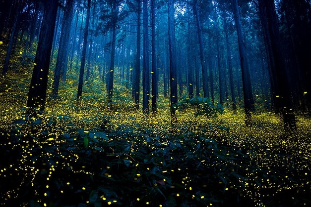 rung dom dom dep me hoac o nhat ban